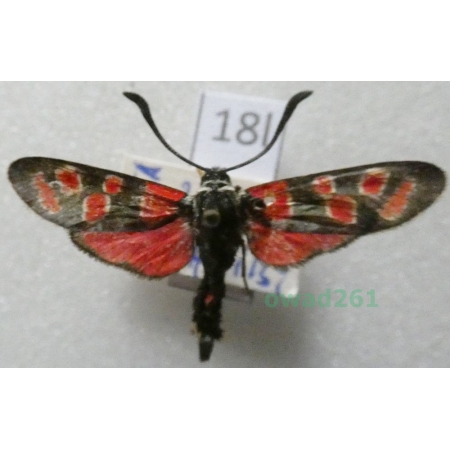Zygaena carniolica (Scopoli, 1763) Czech18l